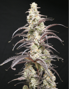 Berry Taboo Feminized Seeds