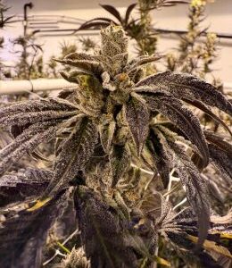 Prime Lime Feminized Seeds