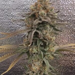 Color Theory Feminized Seeds